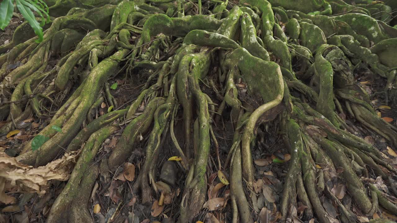 热带森林中一棵大树的根部。