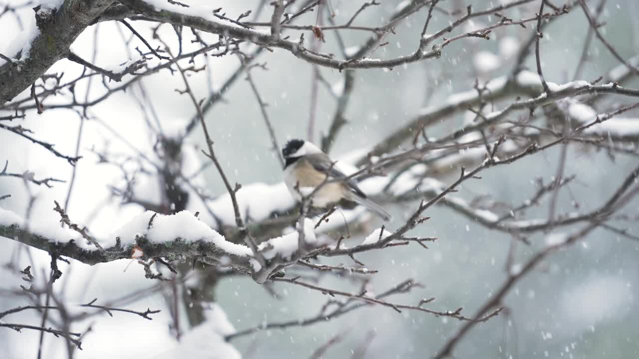 暴风雪中的黑顶山雀