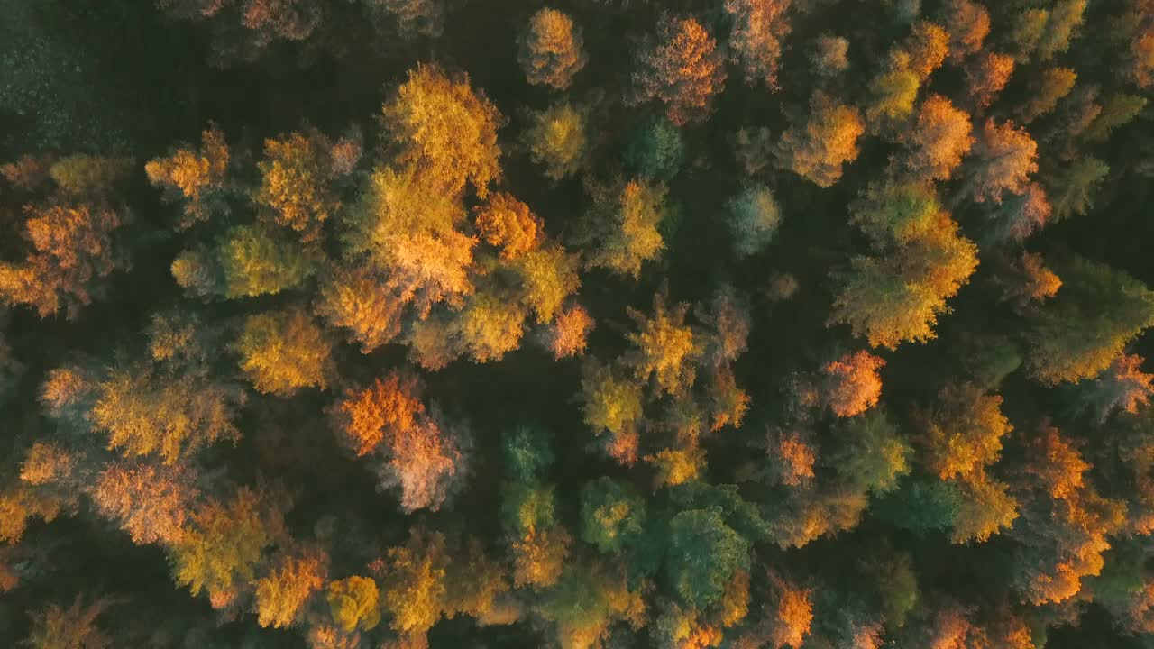 鸟瞰日落时分的秋山森林