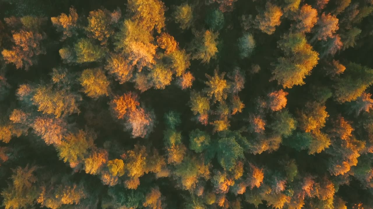 詳情圖-鳥瞰日落時分的秋山森林