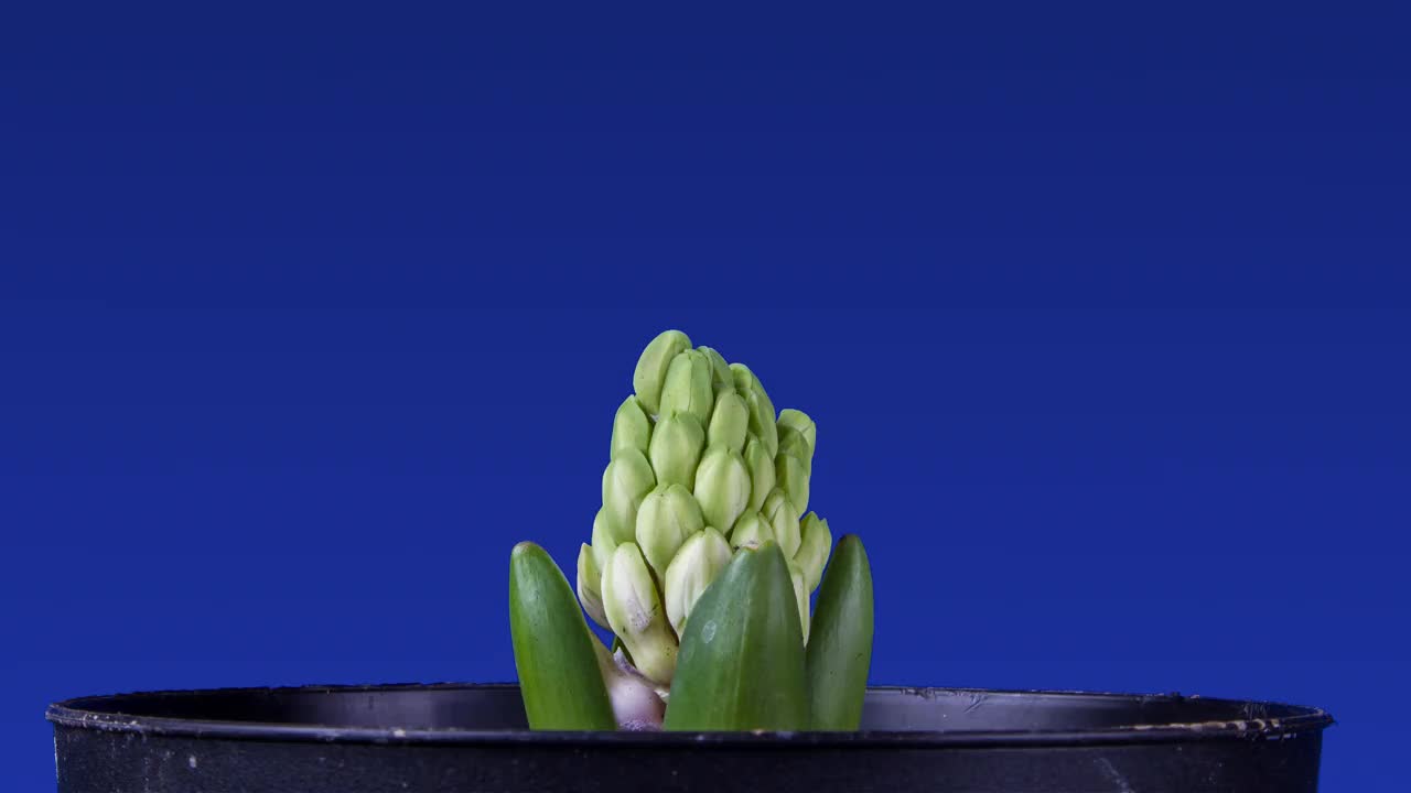 风信子开花，时光流逝