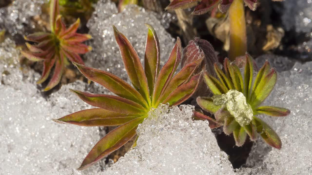 时光流逝，冰雪融化，鲜花绽放