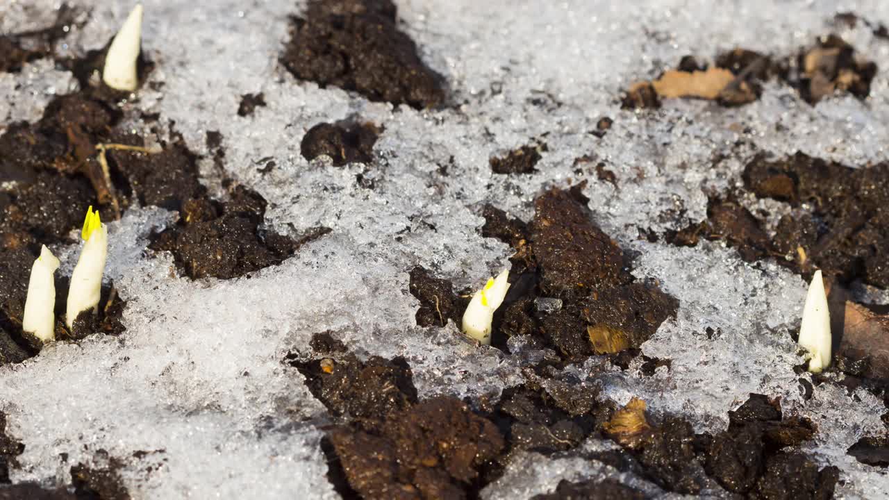 雪在花园里的土壤上融化