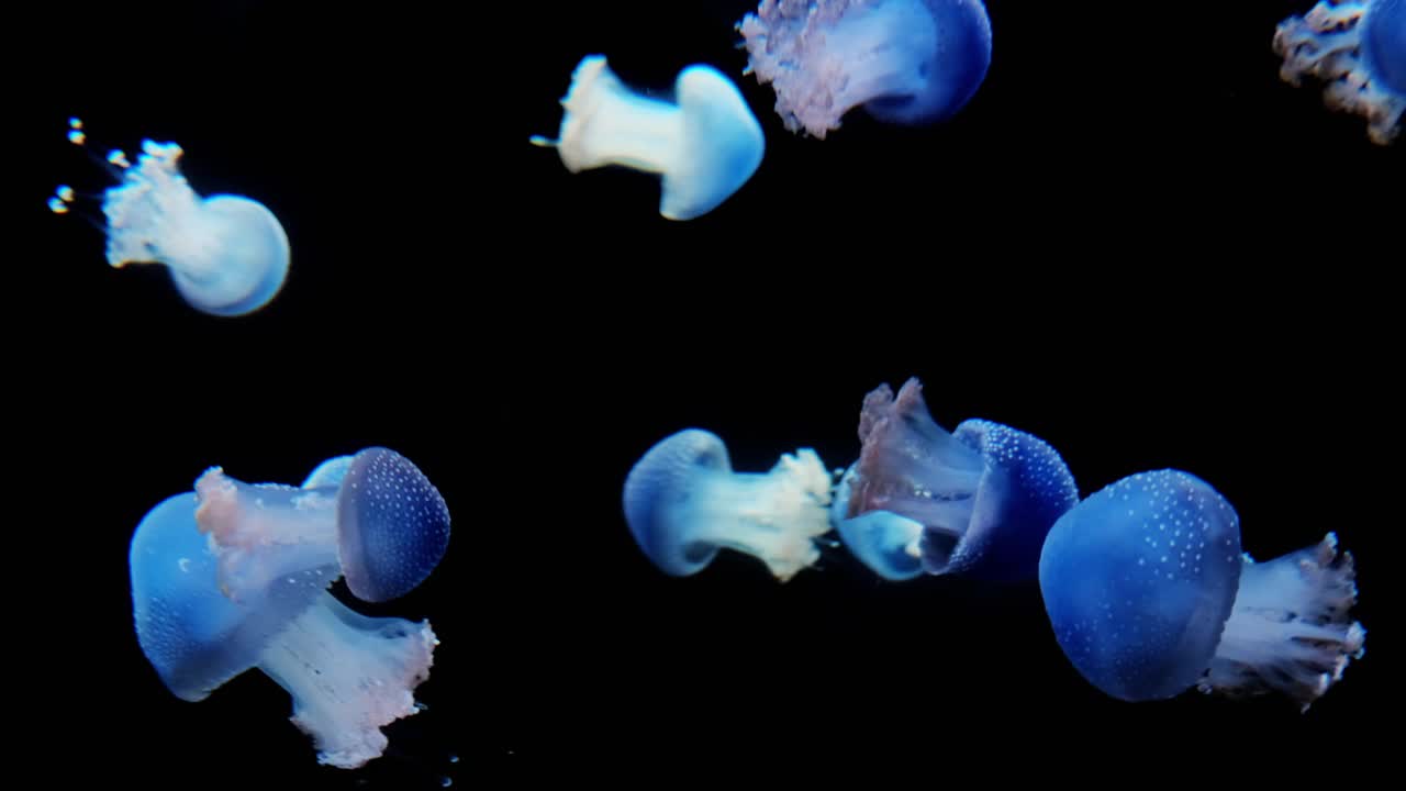 一群发光的霓虹海蜇在黑色的背景上