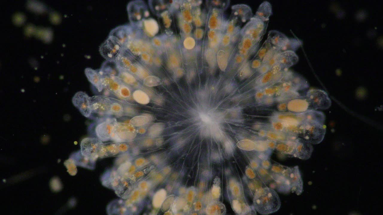 轮虫通常被称为轮虫或轮虫微生物，在显微镜下构成了一个假腔动物门(轮虫纲)。