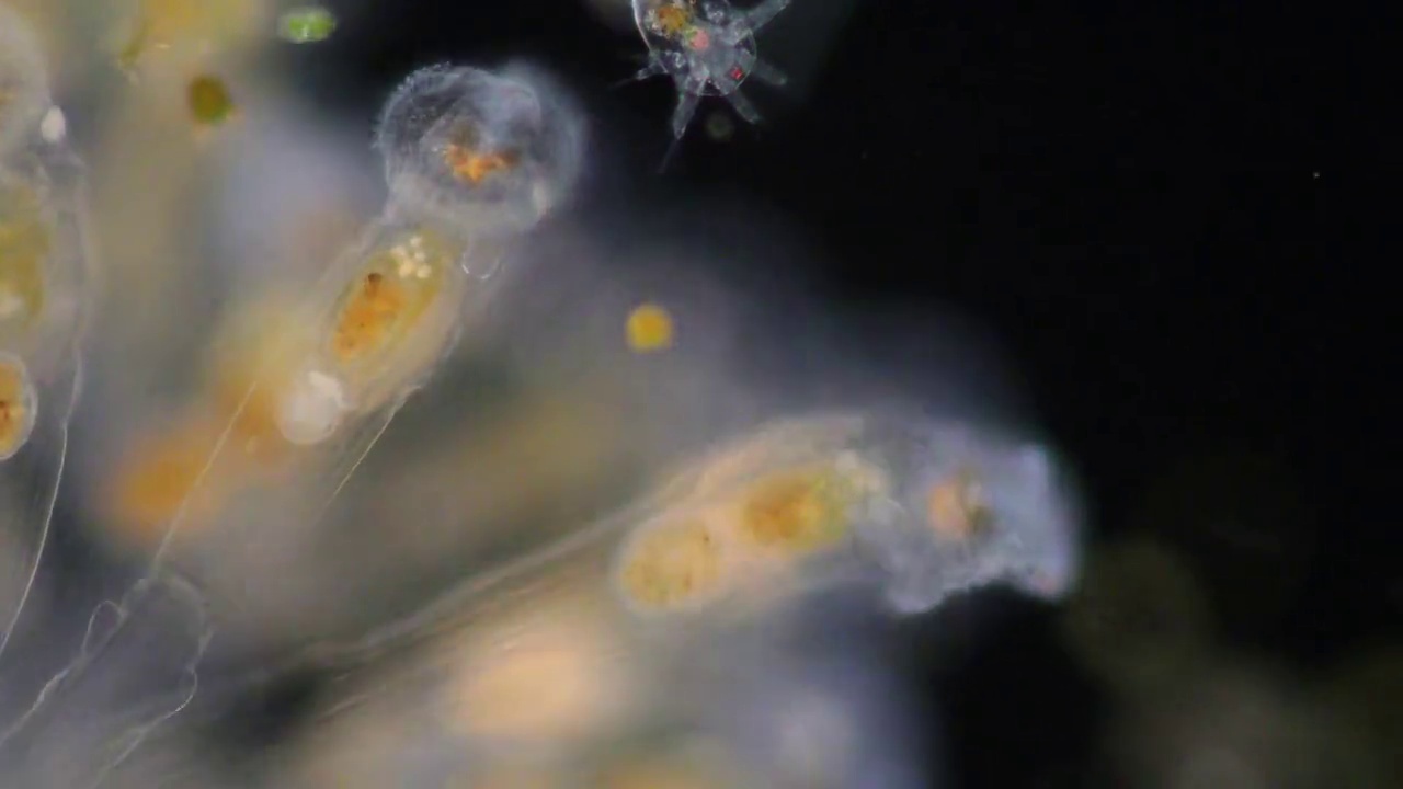 轮虫通常被称为轮虫或轮虫微生物，在显微镜下构成了一个假腔动物门(轮虫纲)。