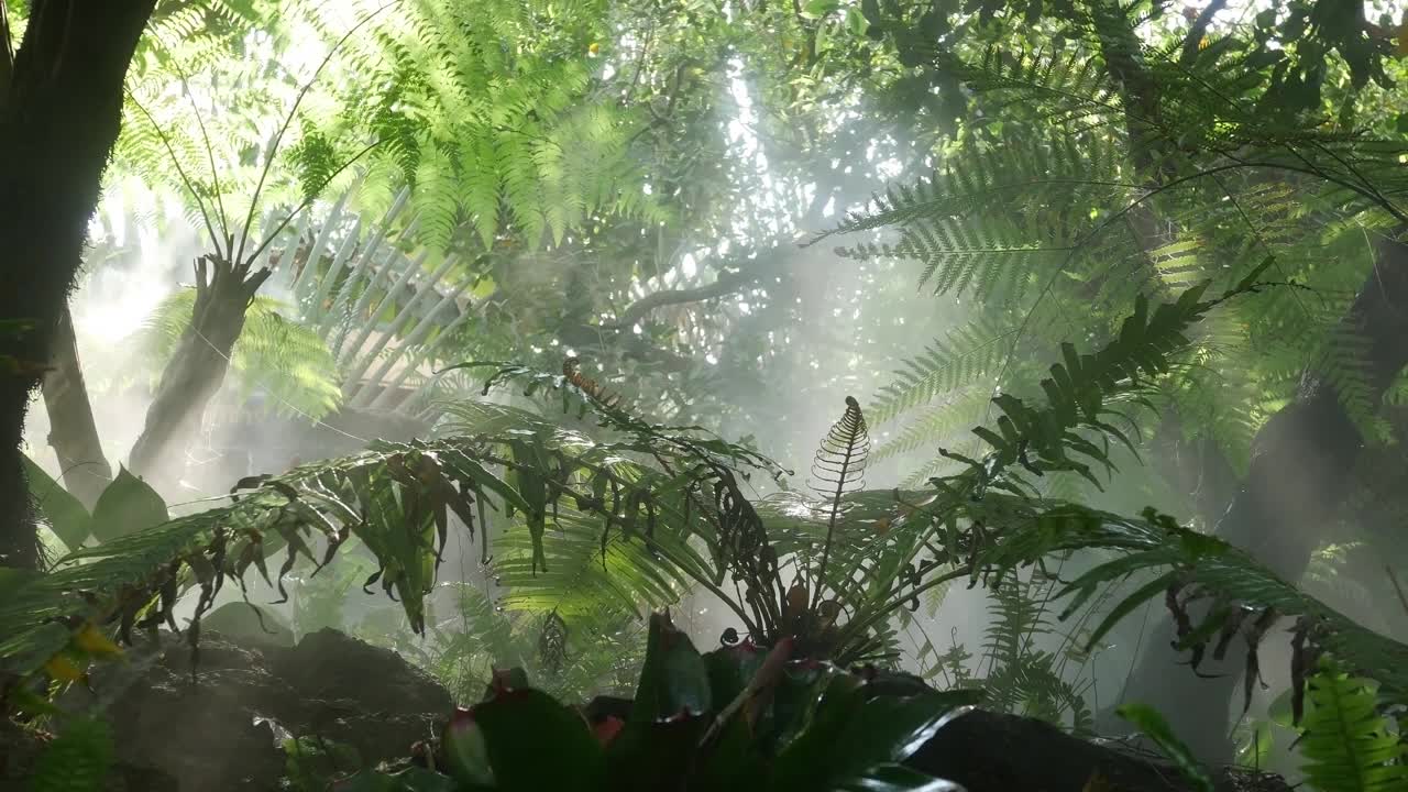 清晨的阳光穿过茂密的绿色热带雨林中的树木和雾。明亮的光线透过丛林树叶和蕨类植物覆盖的潮湿雾气。美丽清新的山水自然。