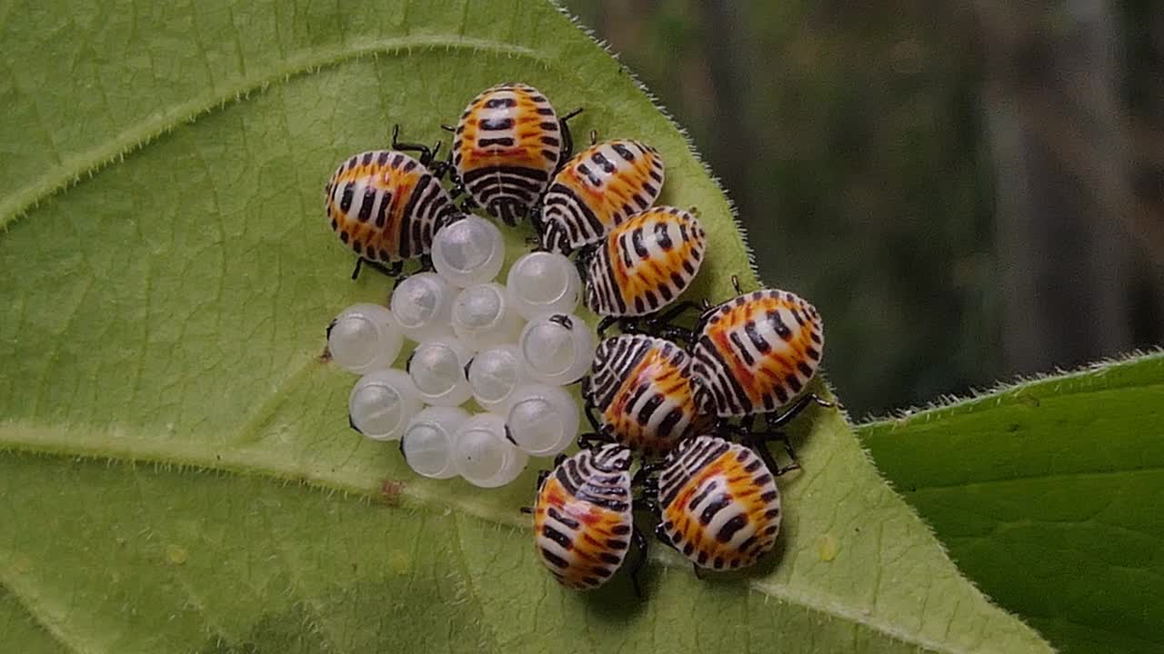 放大从卵中孵化的小盾虫。