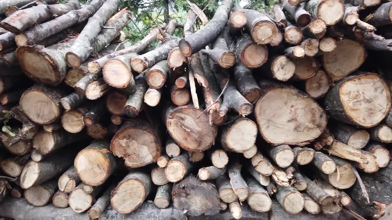 木头堆在树林里分类