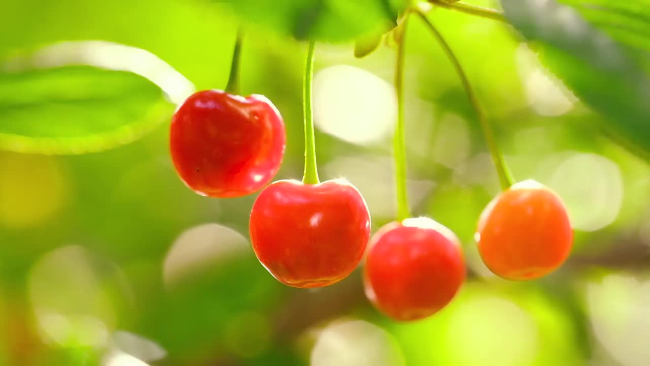 红樱桃挂在树枝上