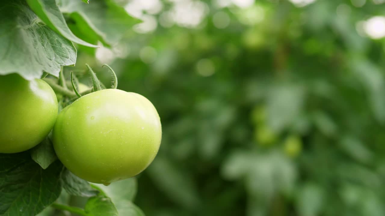 特写手在番茄农场的番茄