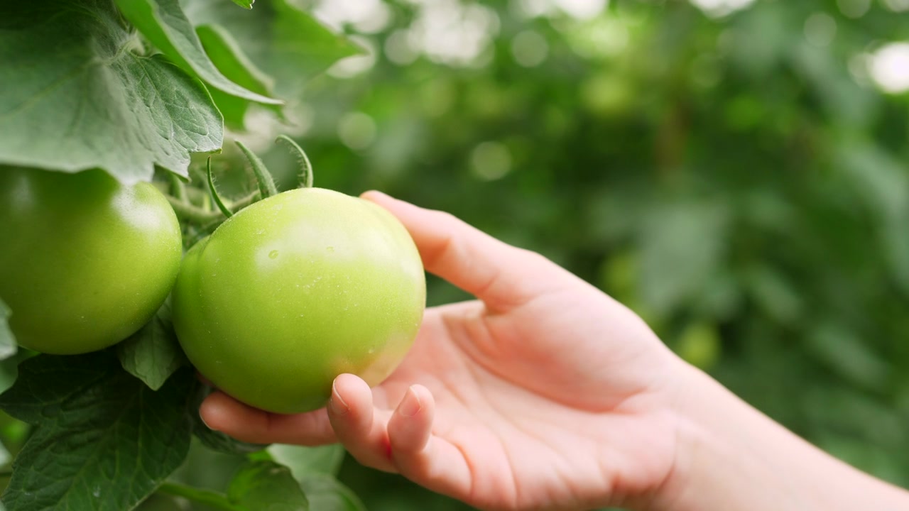 詳情圖-特寫手在番茄農(nóng)場的番茄