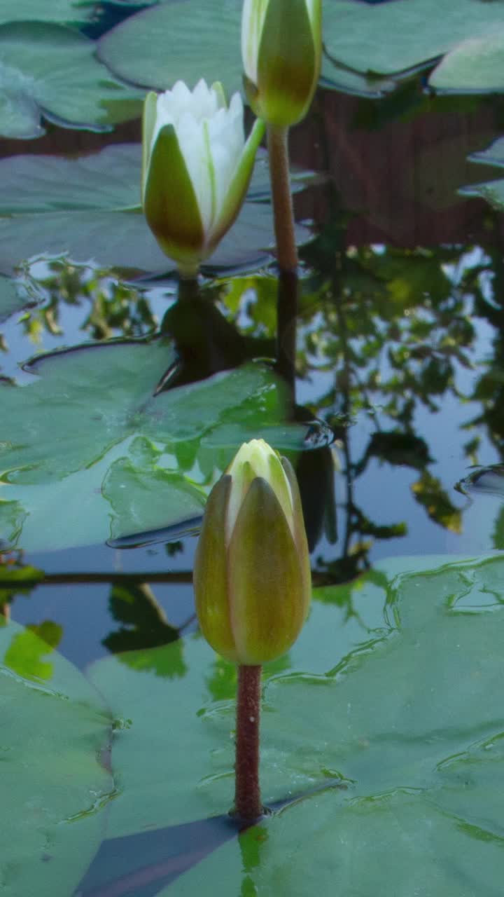 时光流逝，白色的睡莲花开了，睡莲在池塘里盛开