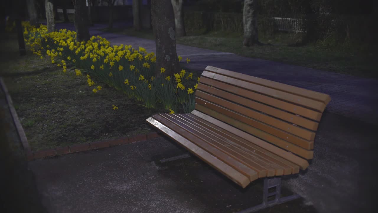 公园里一条长凳和盛开的黄色水仙花