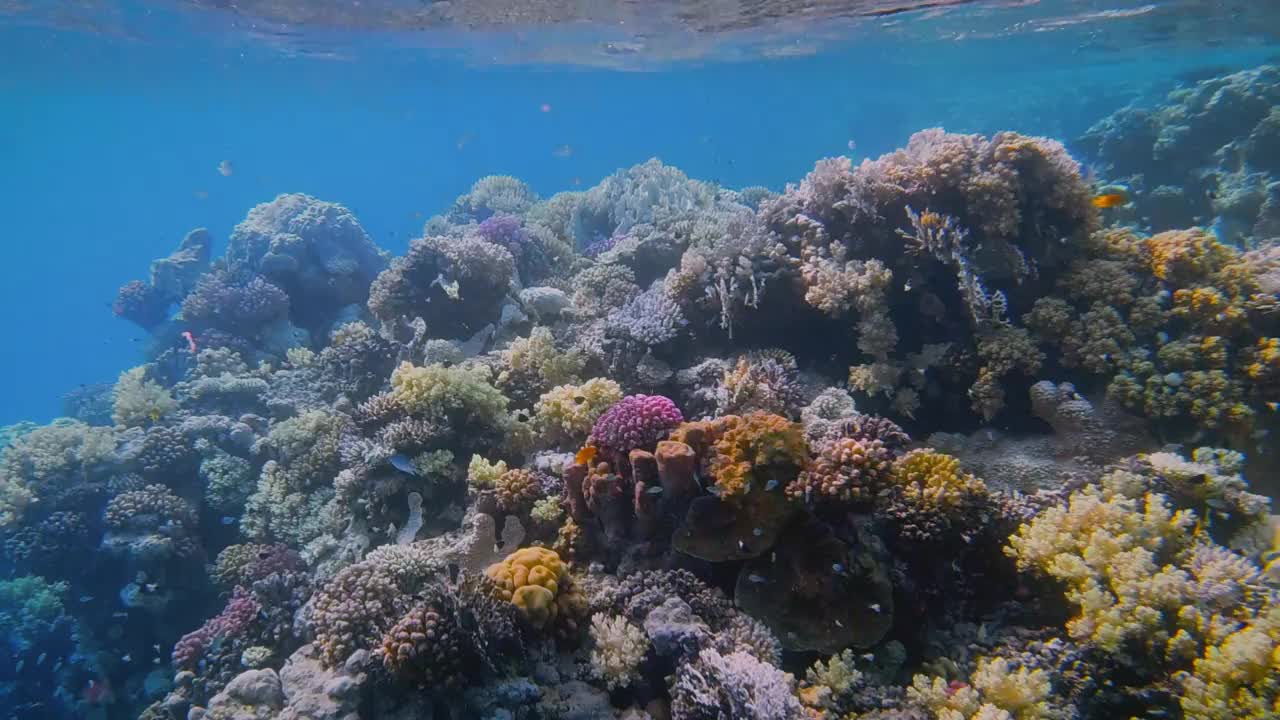 在埃及红海的马萨阿拉姆，美丽的珊瑚礁上有海洋生物和许多小型热带鱼