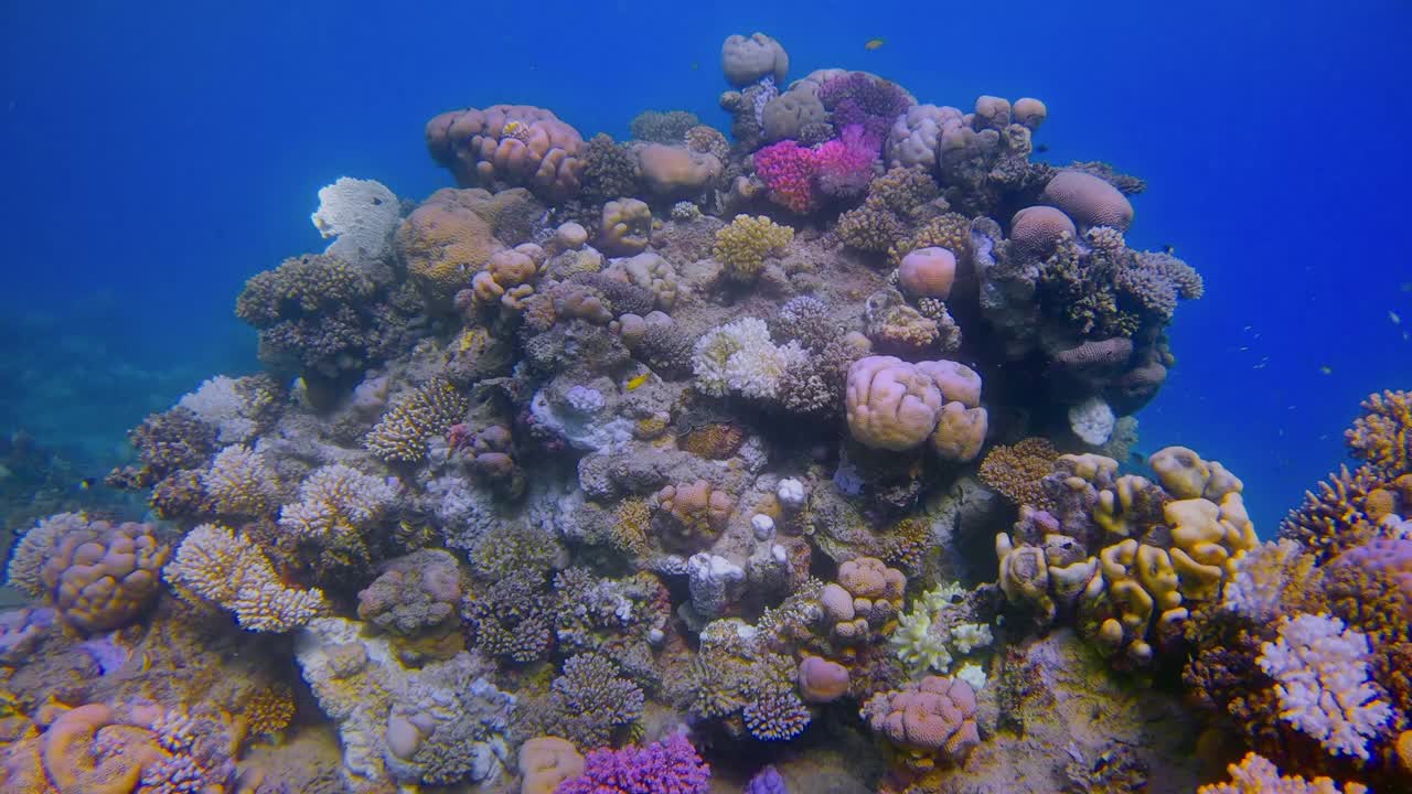 在美丽的珊瑚礁和许多热带鱼水下潜水红海-拉哈米湾/马萨阿拉姆