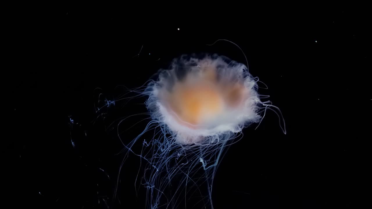 水母在水中移动的黑色背景。水母水母水下