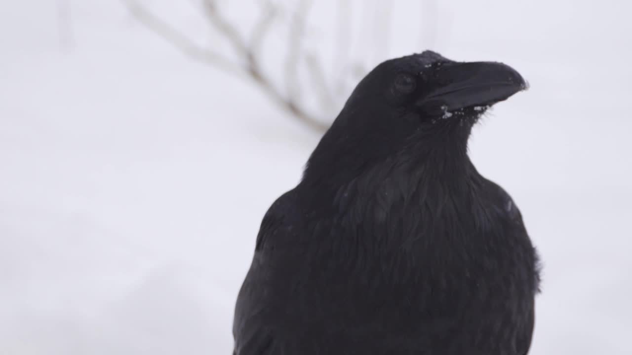 普通乌鸦(Corvus corax)在下雪期间的肖像