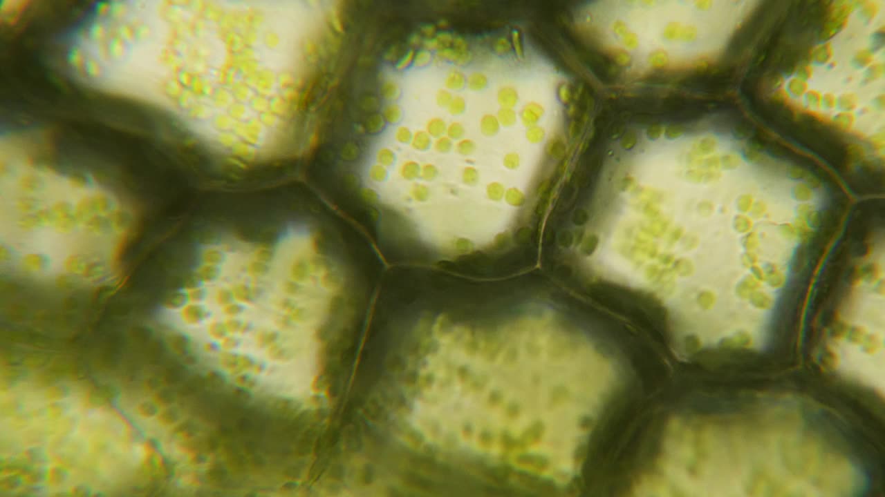 显微镜下的叶绿体。细胞分裂。细胞结构。细胞分裂。在显微镜下显示植物细胞的叶片表面。病毒感染。显微镜下的绿色植物细胞。转基因生物。DNA。
