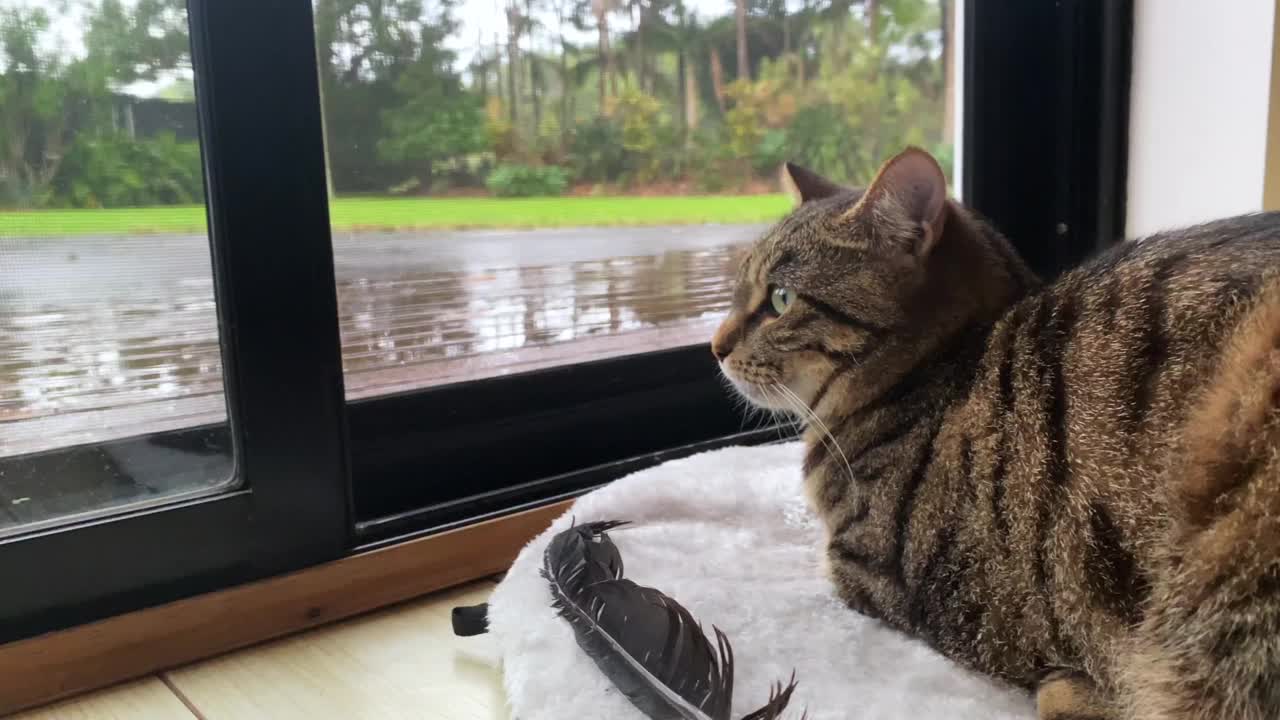 虎斑猫在家看着窗外的雨