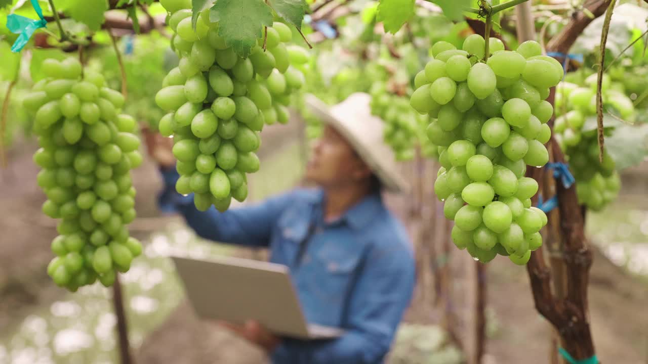 4K慢鏡頭:有機(jī)葡萄農(nóng)場(chǎng)和模糊農(nóng)民使用技術(shù)筆記本檢查質(zhì)量控制，農(nóng)業(yè)或農(nóng)用工業(yè)的概念。