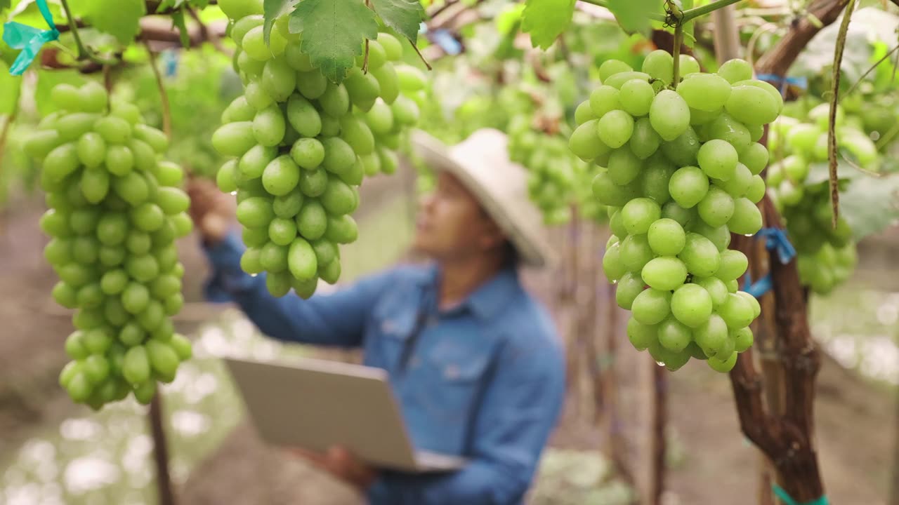 詳情圖-4K慢鏡頭:有機(jī)葡萄農(nóng)場和模糊農(nóng)民使用技術(shù)筆記本檢查質(zhì)量控制，農(nóng)業(yè)或農(nóng)用工業(yè)的概念。