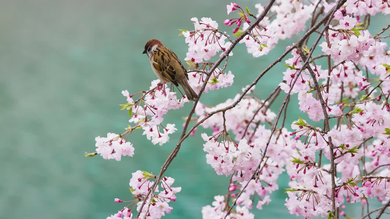 樱花盛开