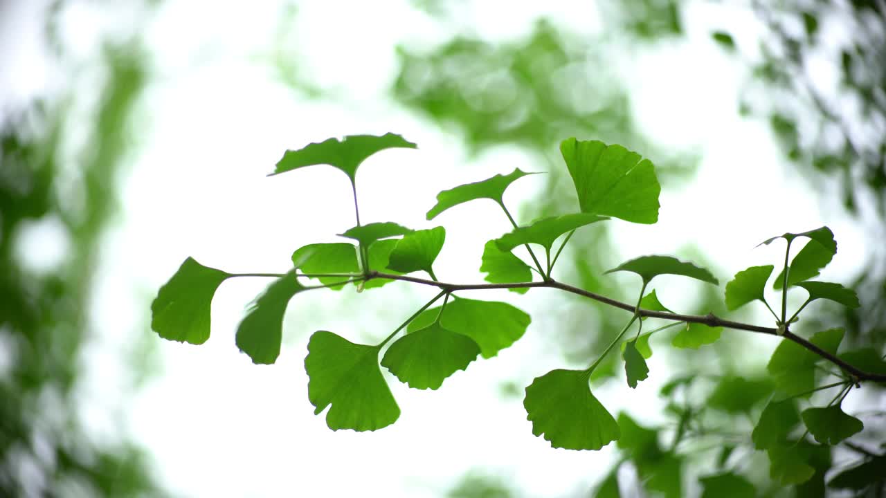 用银杏叶做中草药