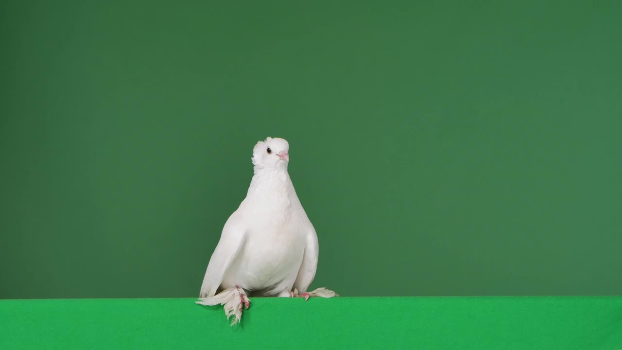 鸽子有美丽的白色羽毛坐在一个绿色屏幕色度键的工作室。鸟儿摆姿势，展开尾巴，咕咕地叫。关闭了。慢动作