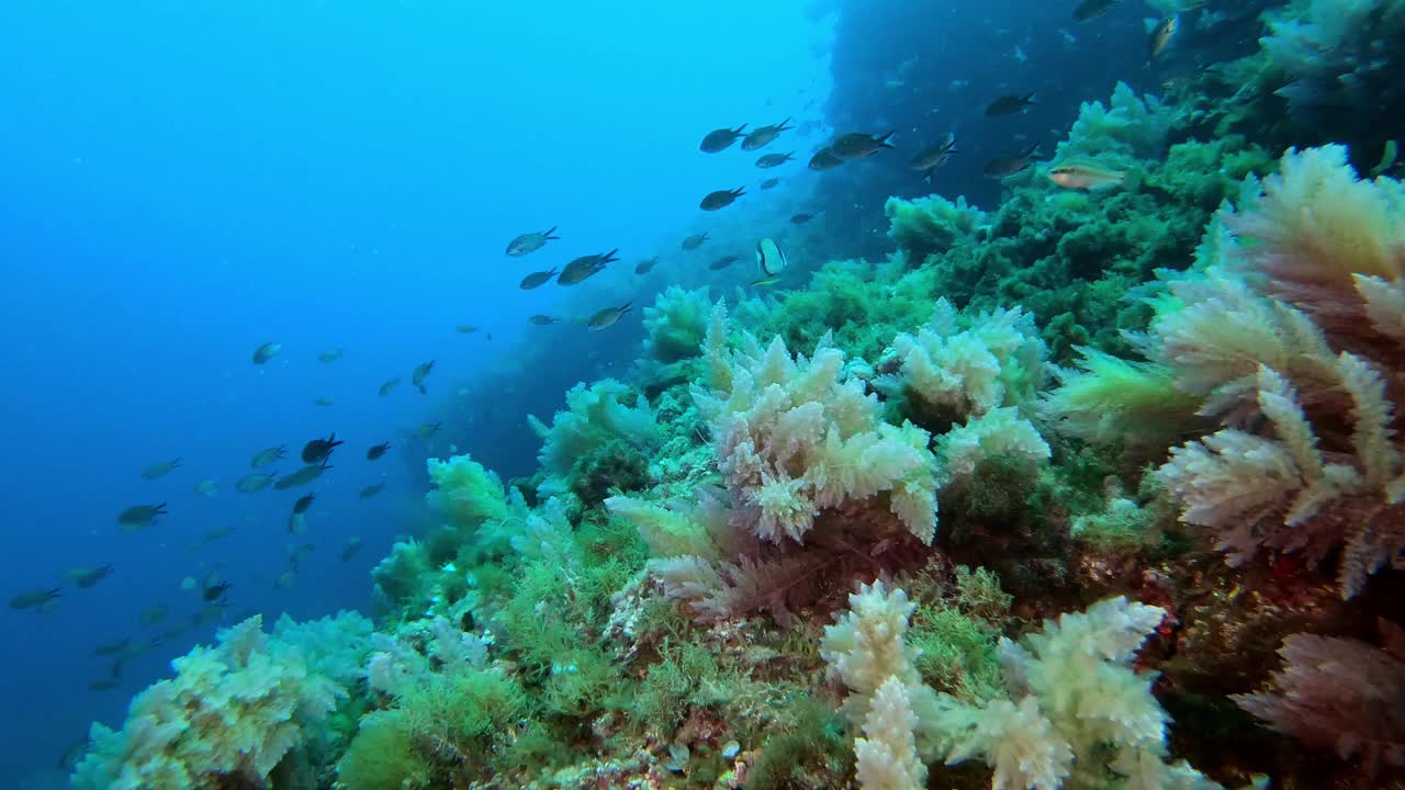 水下景观-地中海珊瑚礁