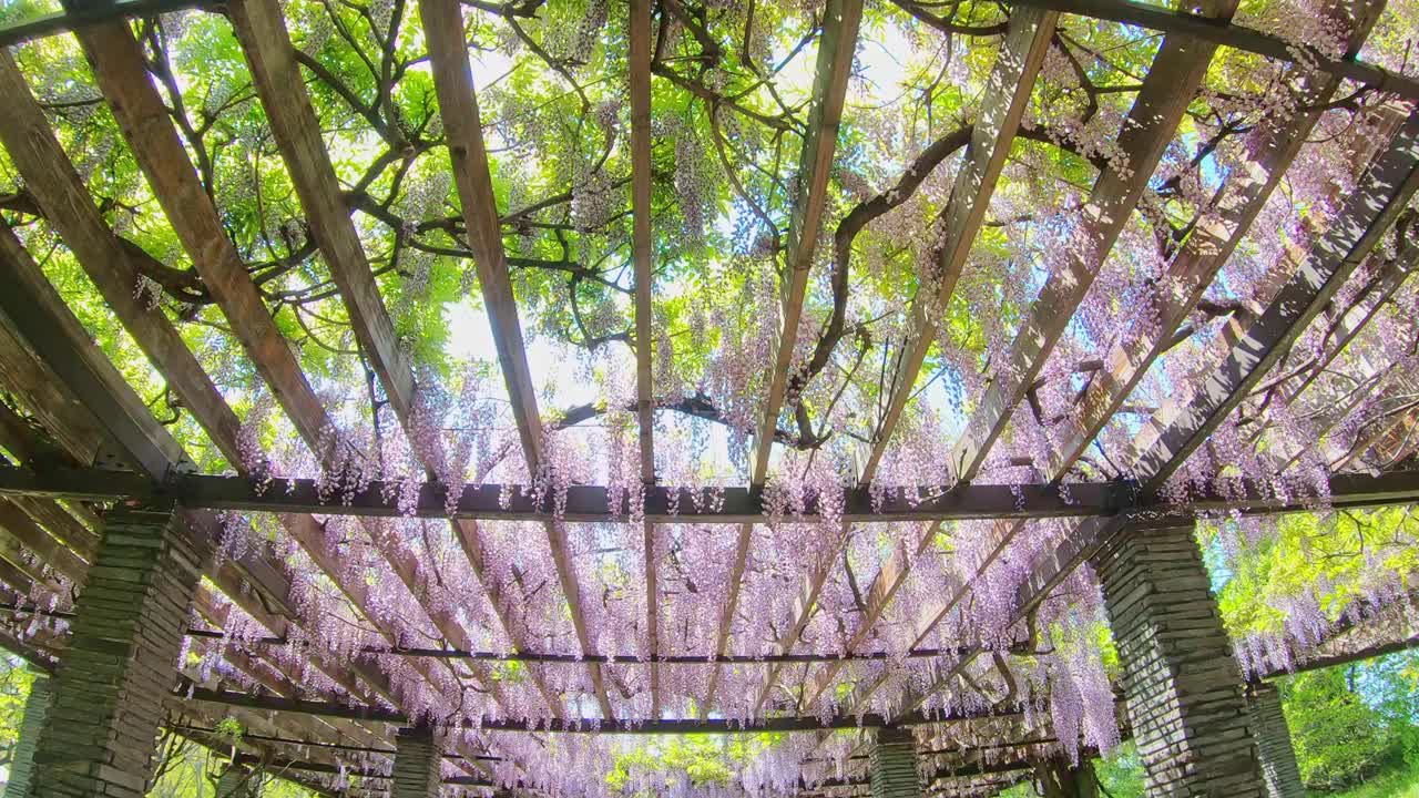 P.O.V拍攝紫藤架隧道，花隧道在美麗的夕陽，春天