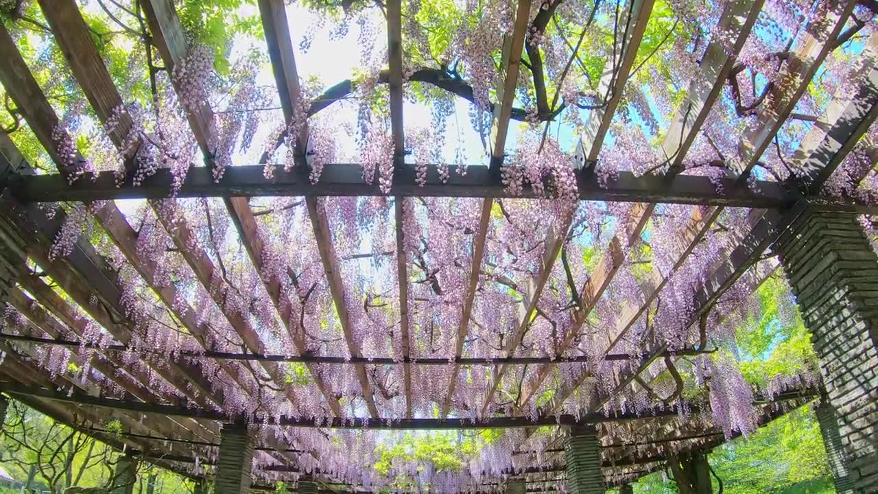详情图-P.O.V拍摄紫藤架隧道，花隧道在美丽的夕阳，春天