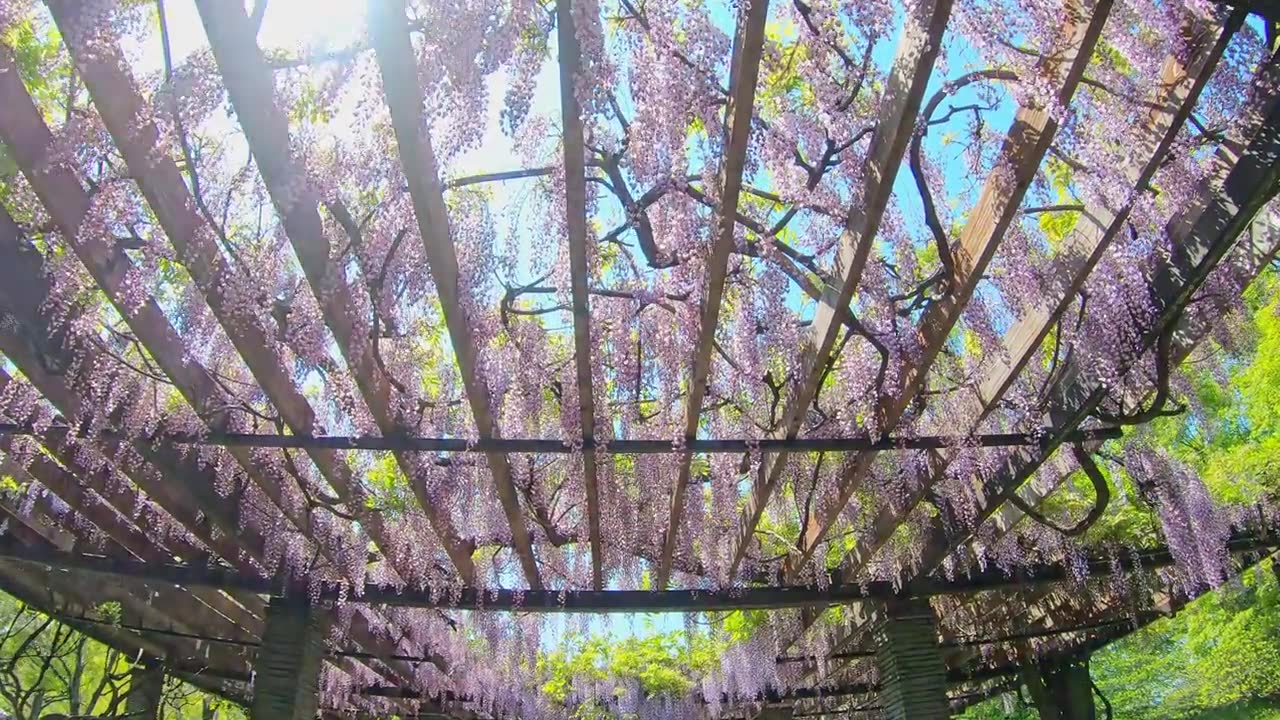 详情图-P.O.V拍摄紫藤架隧道，花隧道在美丽的夕阳，春天