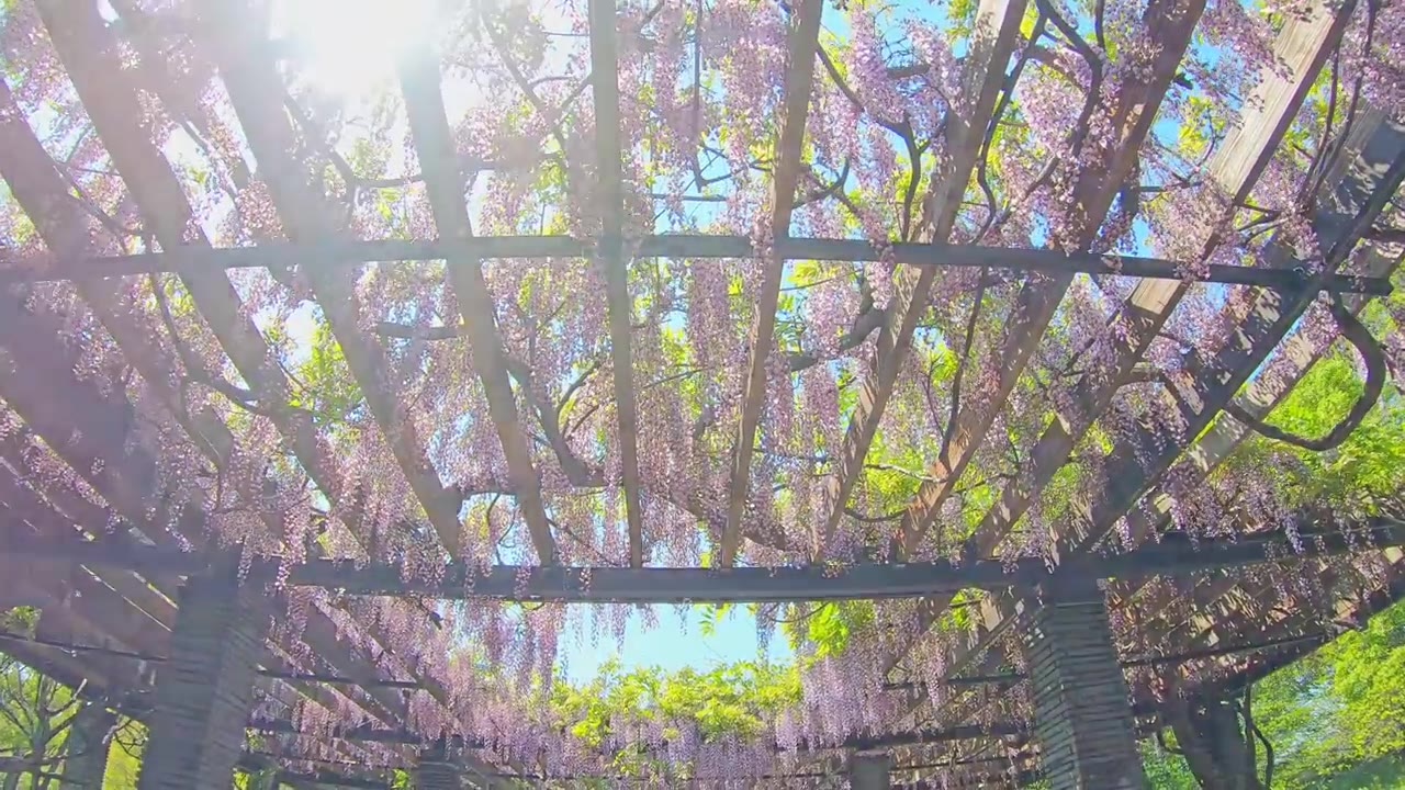 详情图-P.O.V拍摄紫藤架隧道，花隧道在美丽的夕阳，春天