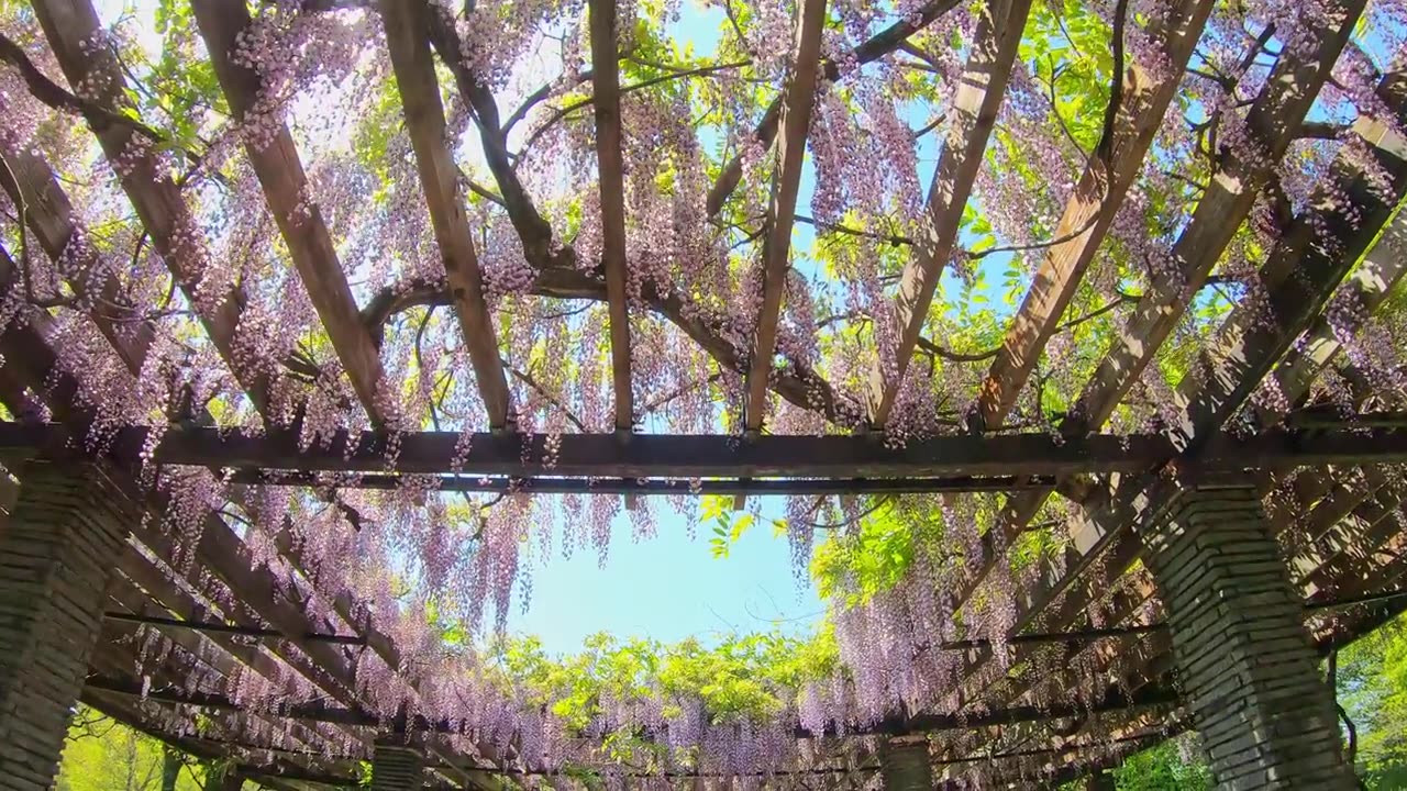 详情图-P.O.V拍摄紫藤架隧道，花隧道在美丽的夕阳，春天
