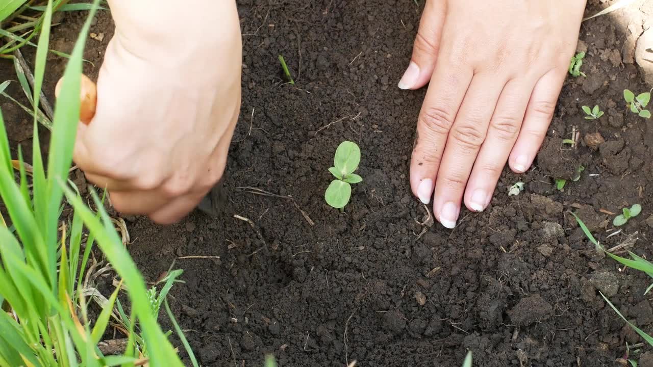詳情圖-農民在花園里用手在地上種秧苗。有機耕作和春季園藝概念