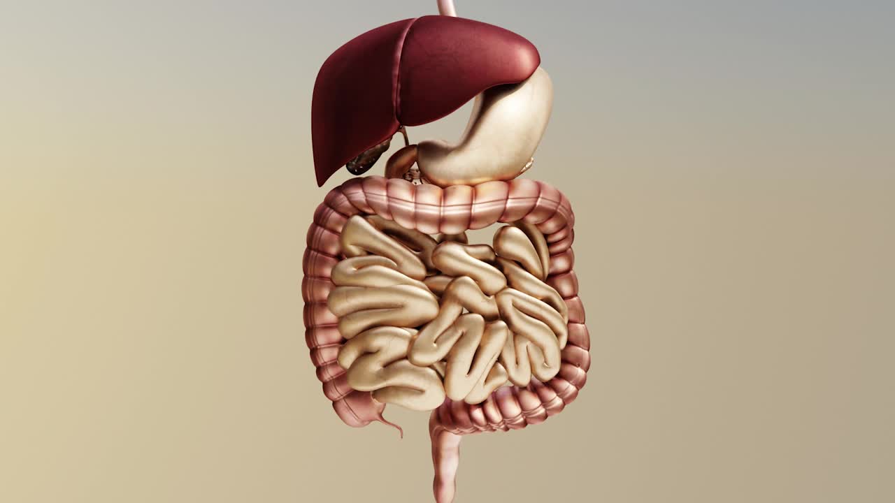 人体消化系统，医学精确，3d渲染