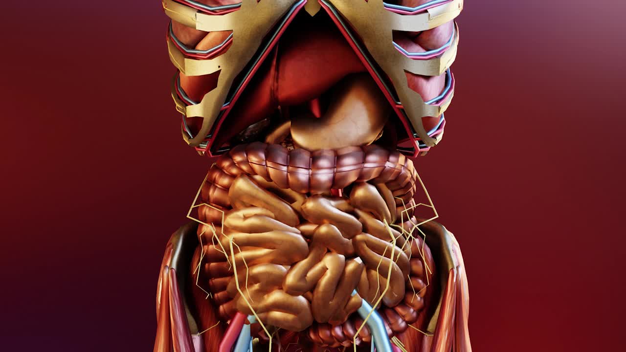 人体胃解剖消化，3D reander