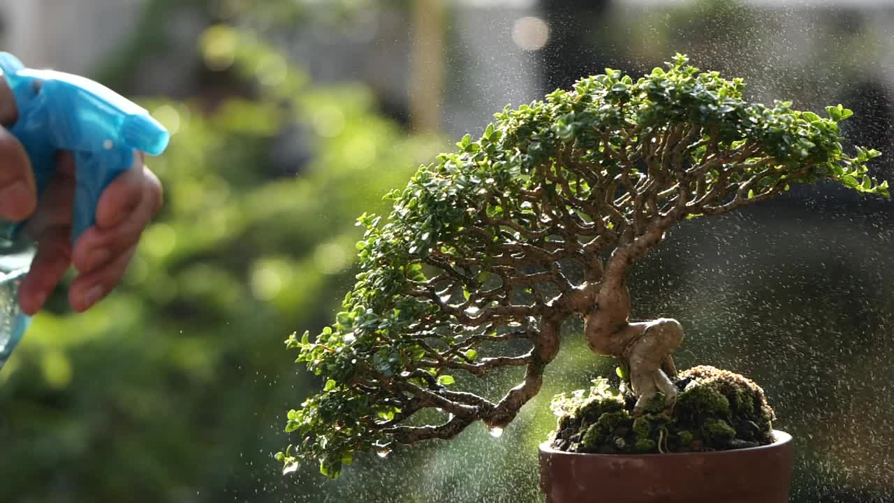 一个男人喷水美丽的小盆景植物生长在棕色盆栽在自然的背景。在明亮的早晨感到快乐、神清气爽和放松。慢动作镜头。盆栽园艺的概念。