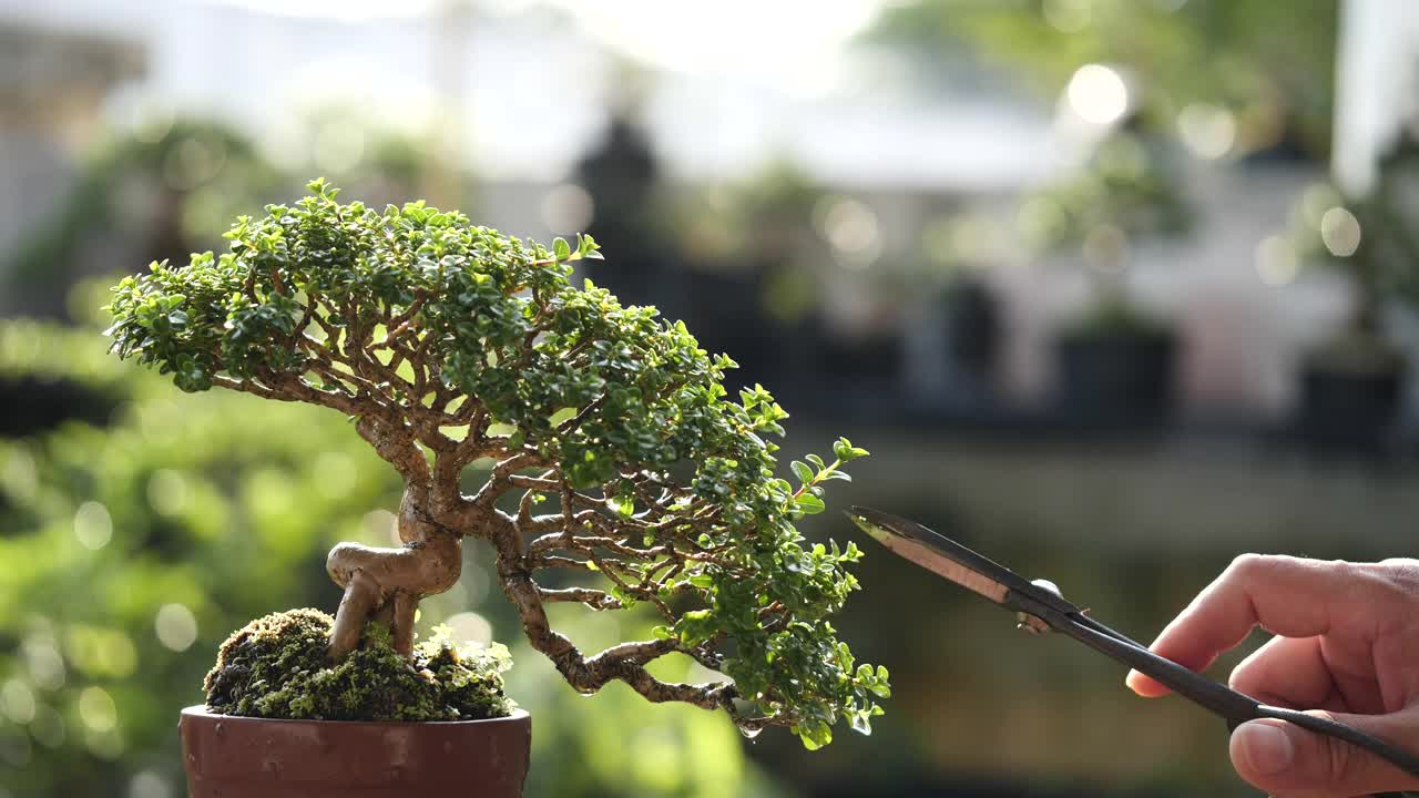 亚洲人修剪美丽的小盆景植物生长在棕色盆栽修剪剪在自然的背景，感到快乐，精神和放松在一个明亮的早晨。盆栽园艺的概念。