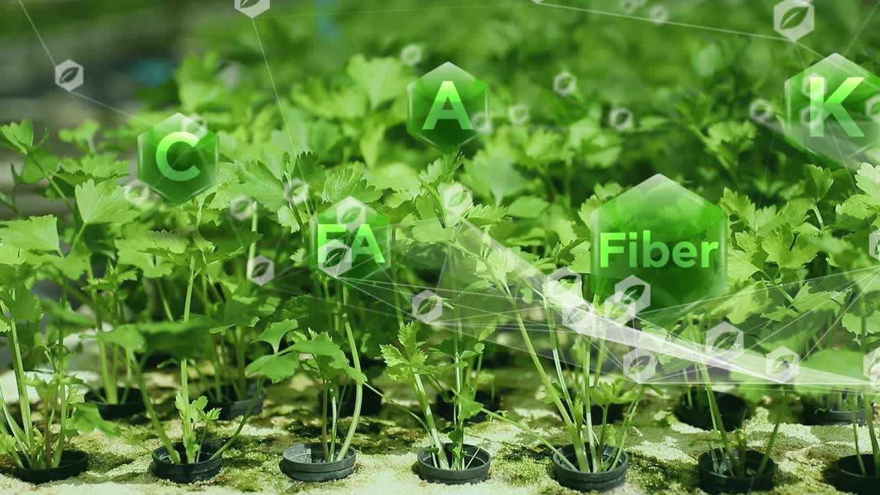 綠色菜地中的蔬菜營養(yǎng)圖標(biāo)、鉀、膳食纖維、葉酸(葉酸)、維生素A和維生素C。