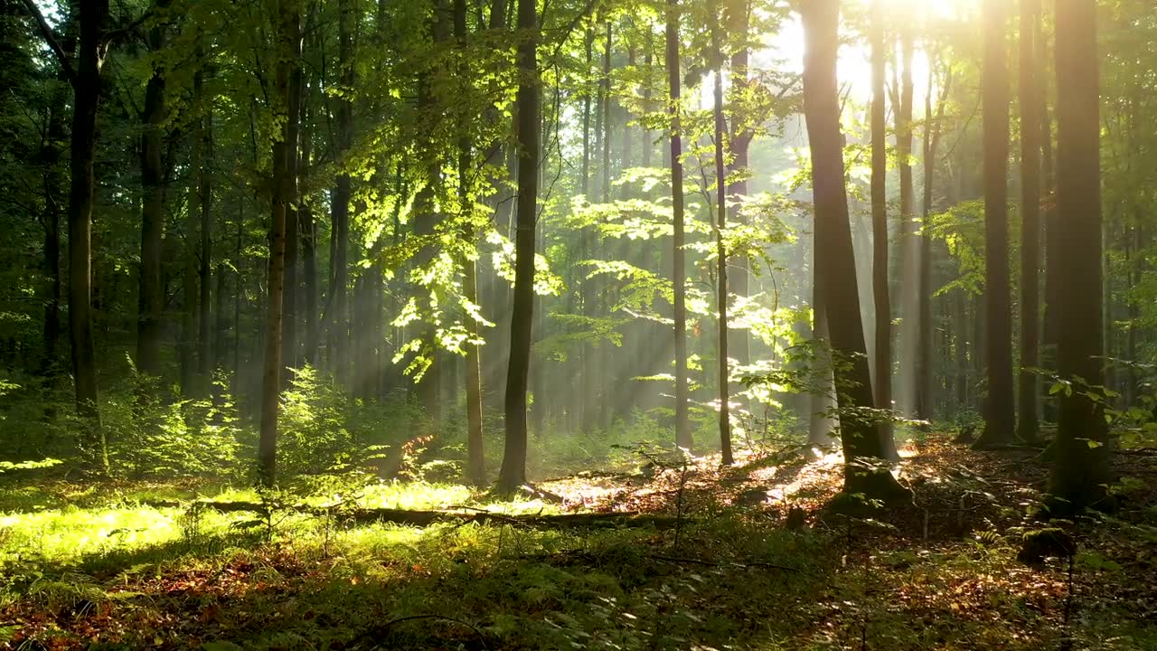 詳情圖-空中拍攝的森林里美麗的早晨