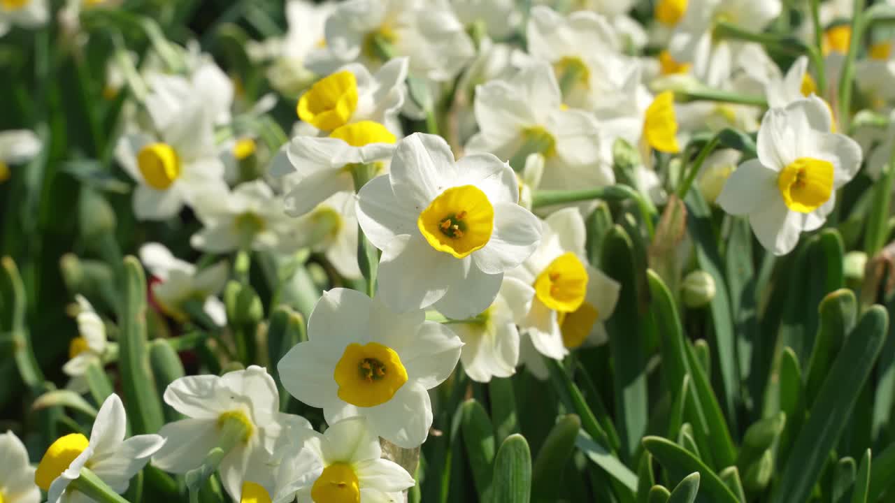 水仙花在中国新年盛开