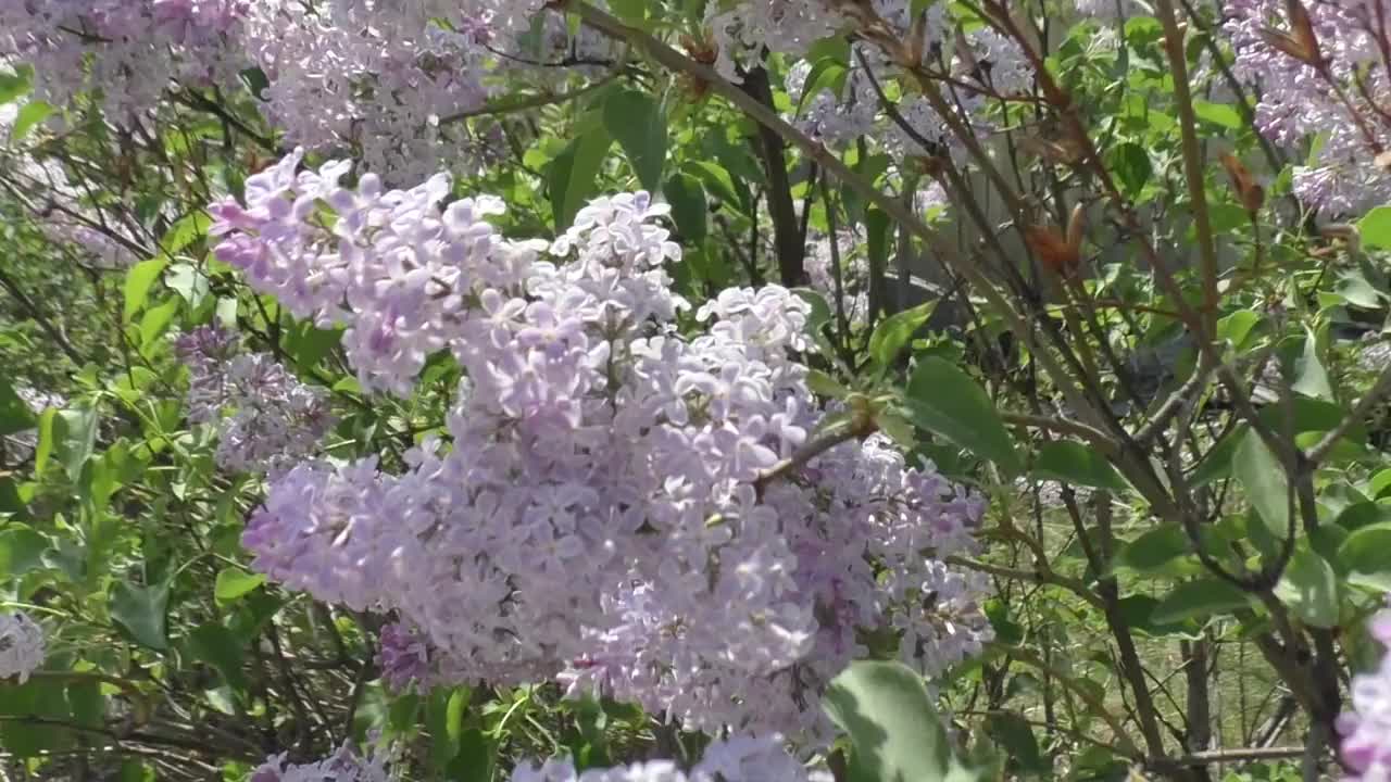 淡紫色(紫丁香)。丁香花正在凋谢。所有种类的紫丁香都有不同的美丽颜色，这就是为什么它们被培育在花园里。