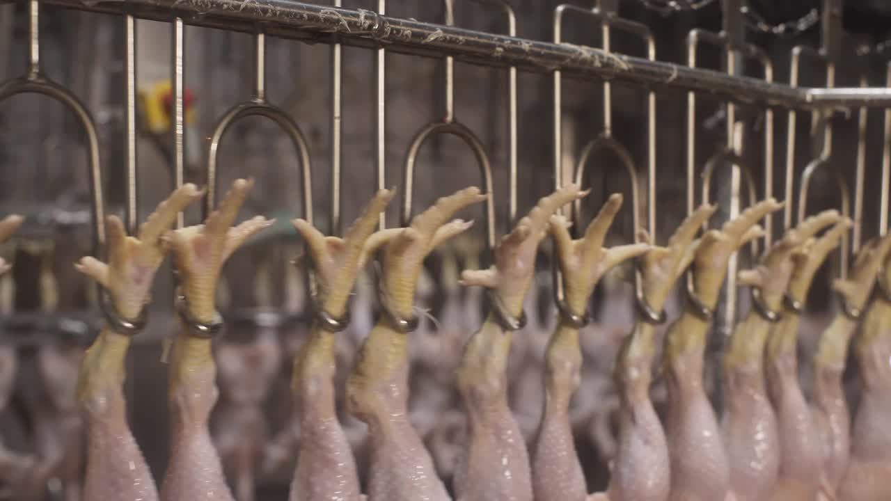 家禽加工工业。生鸡肉生产线。家禽加工厂。食品厂输送带。全自动肉鸡加工设备。屠宰场的现代化设备。