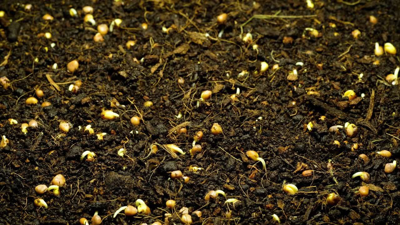種子從地面生長特寫