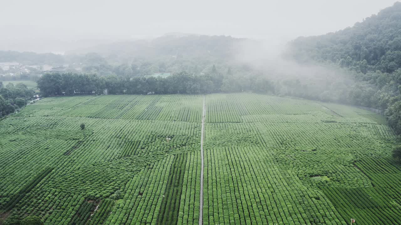 霧茶山