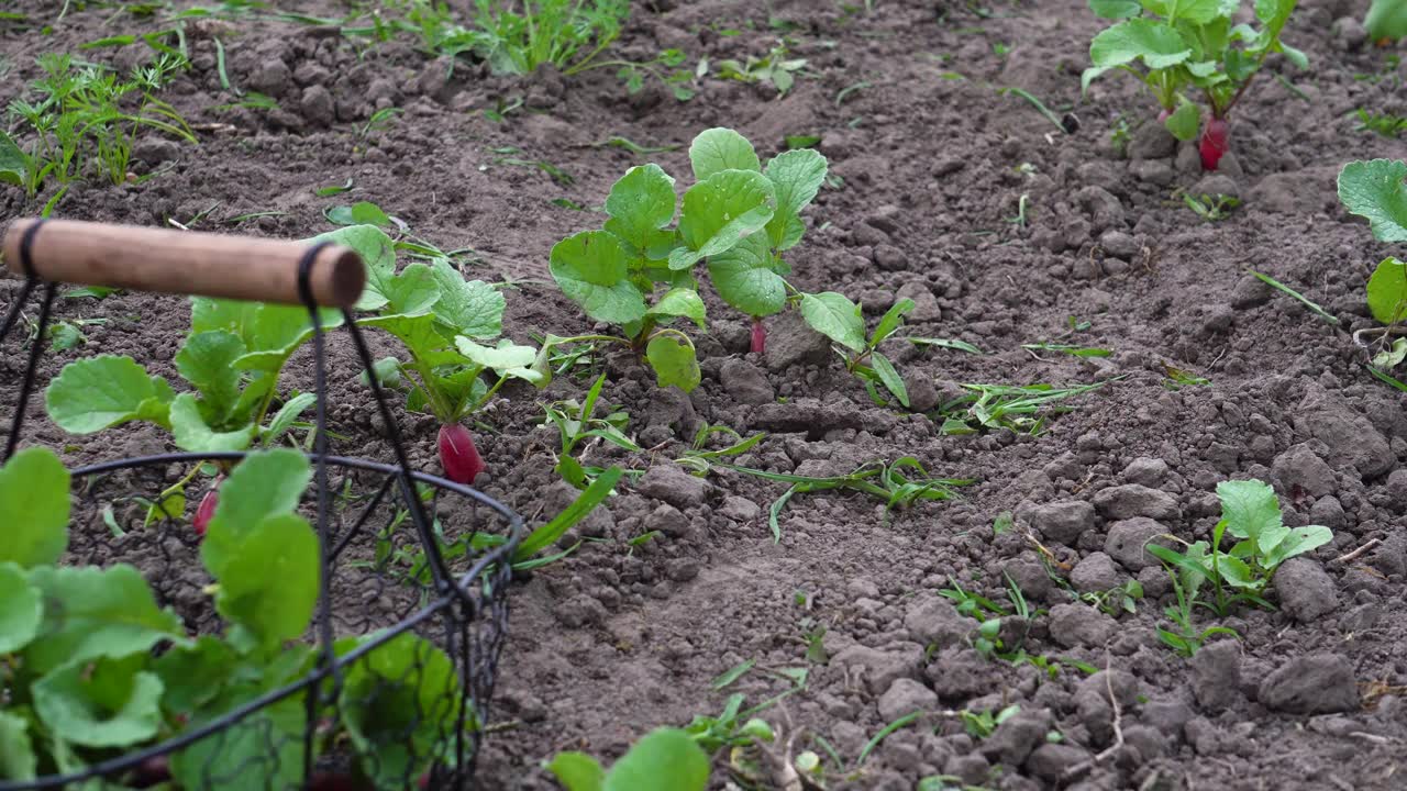 詳情圖-園丁在金屬籃子里摘蘿卜。長紅色和白色的根作物收獲在廚房花園