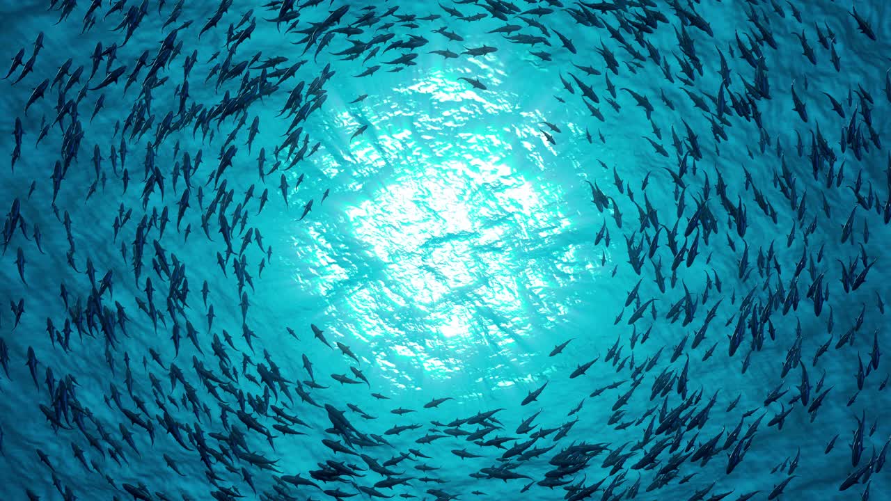 一群鯊魚圍著一個(gè)圈游泳