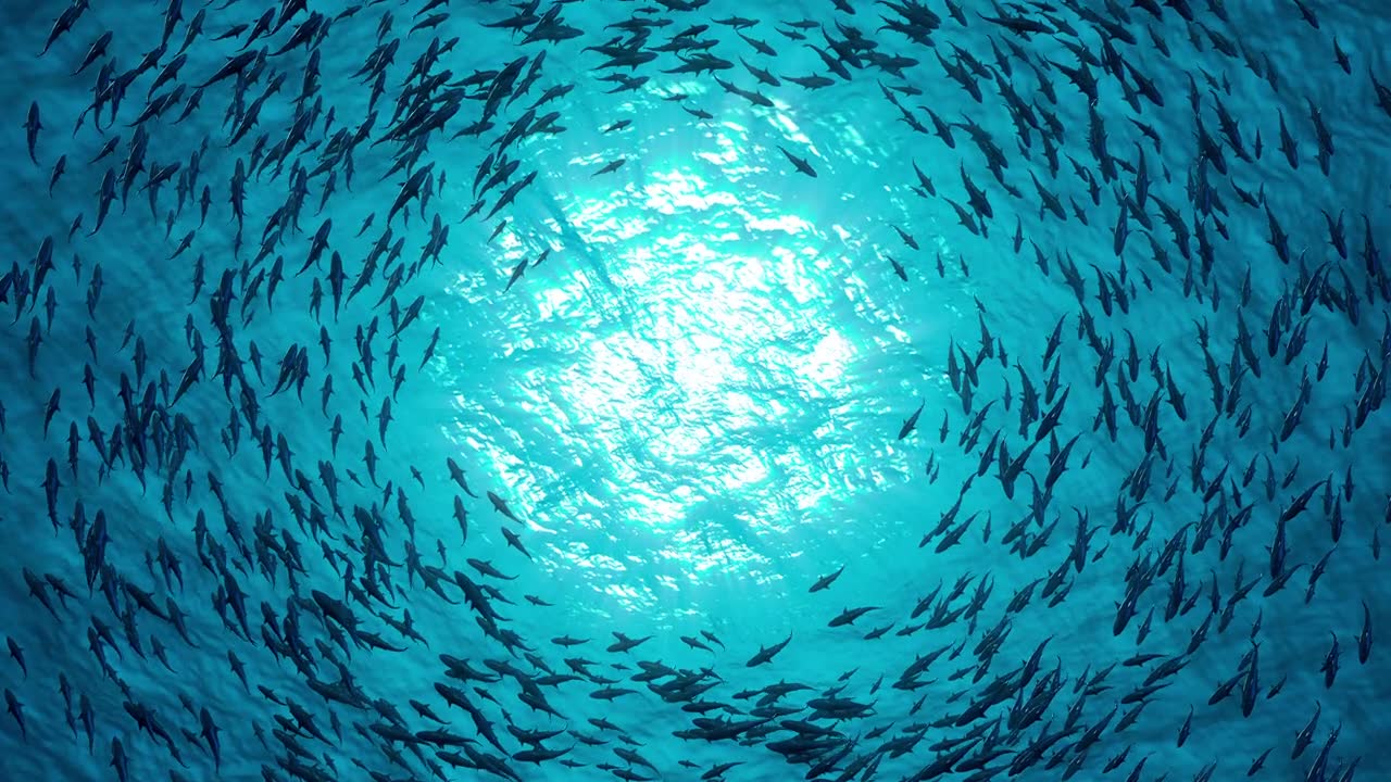 詳情圖-一群鯊魚圍著一個圈游泳